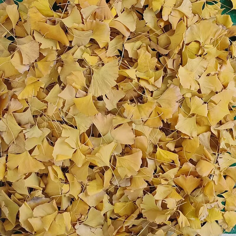 Natural Ginkgo Biloba Dried Le - огляд і ціна Soap Making Diy